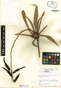 Pitcairnia andreetae image