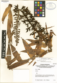 Image of Aechmea bauxilumii