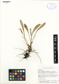 Image of Masdevallia chasei