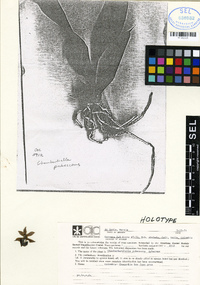 Chaubardiella pubescens image