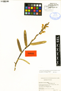 Image of Epidendrum caluerorum