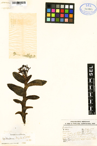 Epidendrum trianthum image