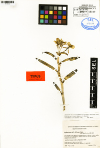 Epidendrum romanii image