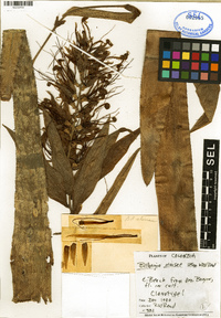 Image of Billbergia eloiseae