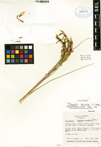 Tillandsia occulta image