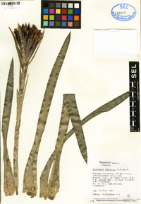 Quesnelia imbricata image