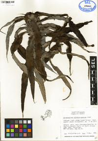 Image of Cryptanthus correia-araujoi