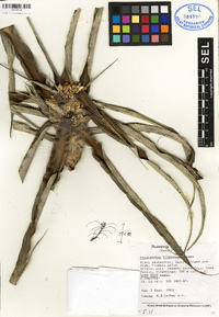 Image of Cryptanthus bibarrensis