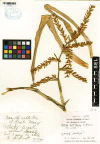 Image of Aechmea burle-marxii