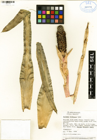 Image of Aechmea bruggeri