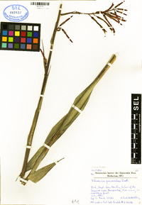 Pitcairnia pomacochae image