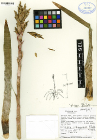 Image of Vriesea altomayoensis