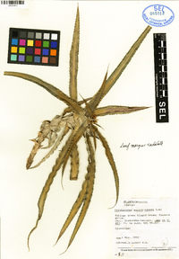 Image of Cryptanthus warren-loosei