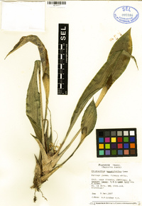 Image of Cryptanthus teretifolius