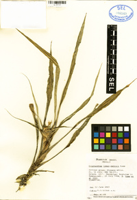 Image of Cryptanthus lyman-smithii