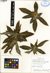 Image of Cryptanthus lacerdae