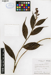 Elleanthus oliganthus image