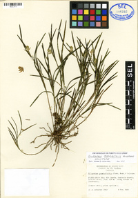 Media resource of Elleanthus cordidactylus