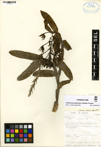 Epidendrum megaloclinium image