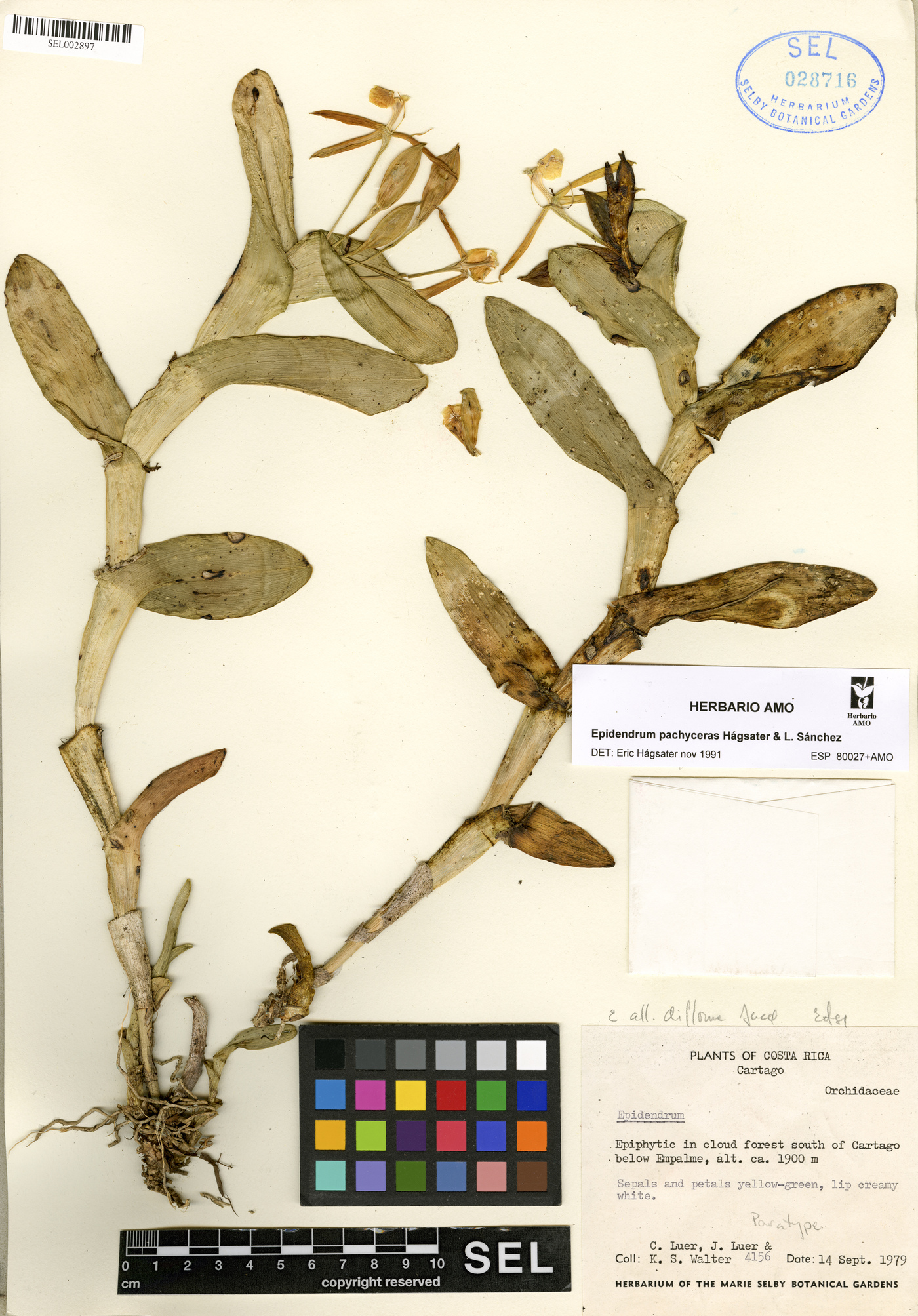 Epidendrum pachyceras image