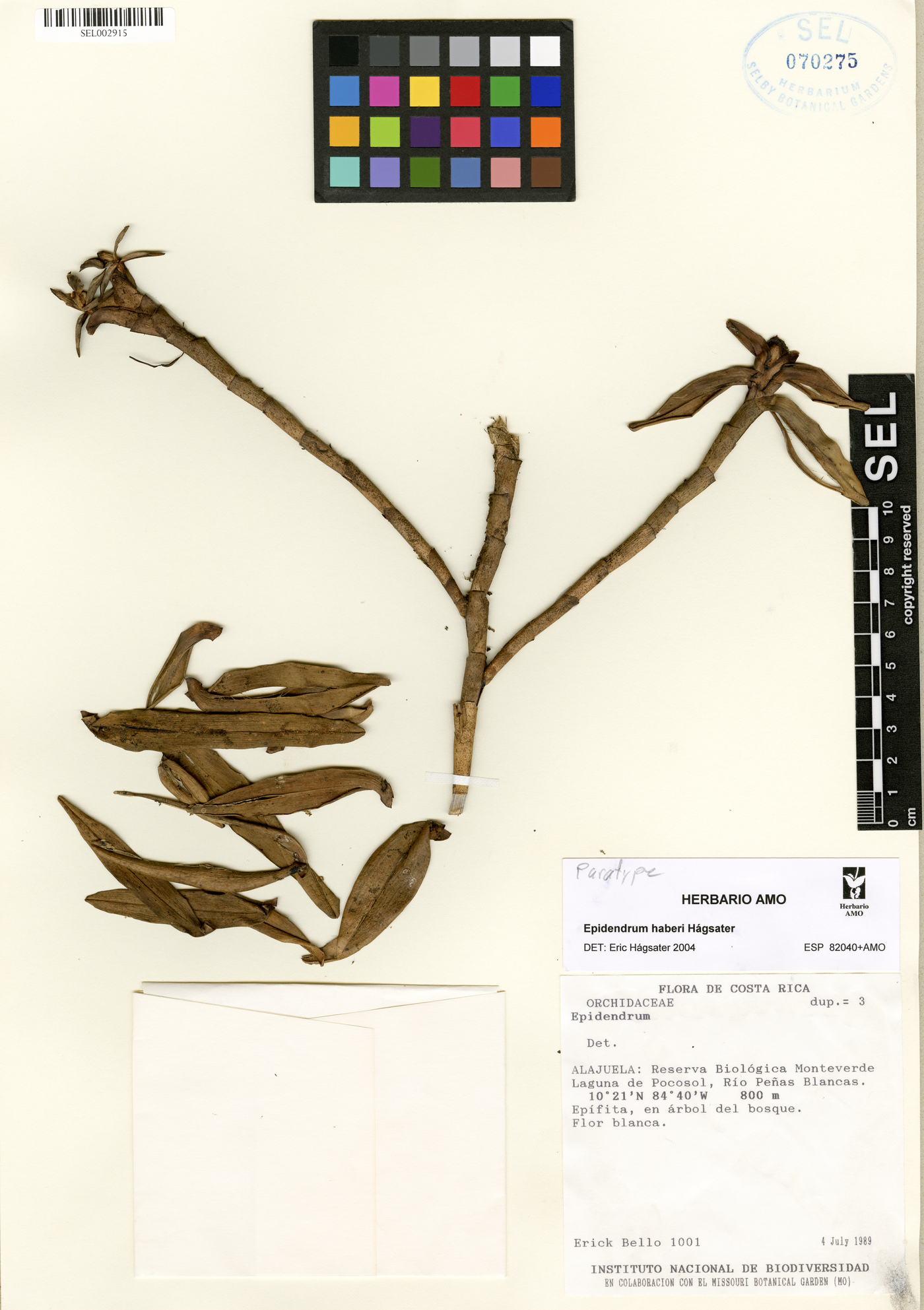 Epidendrum haberi image