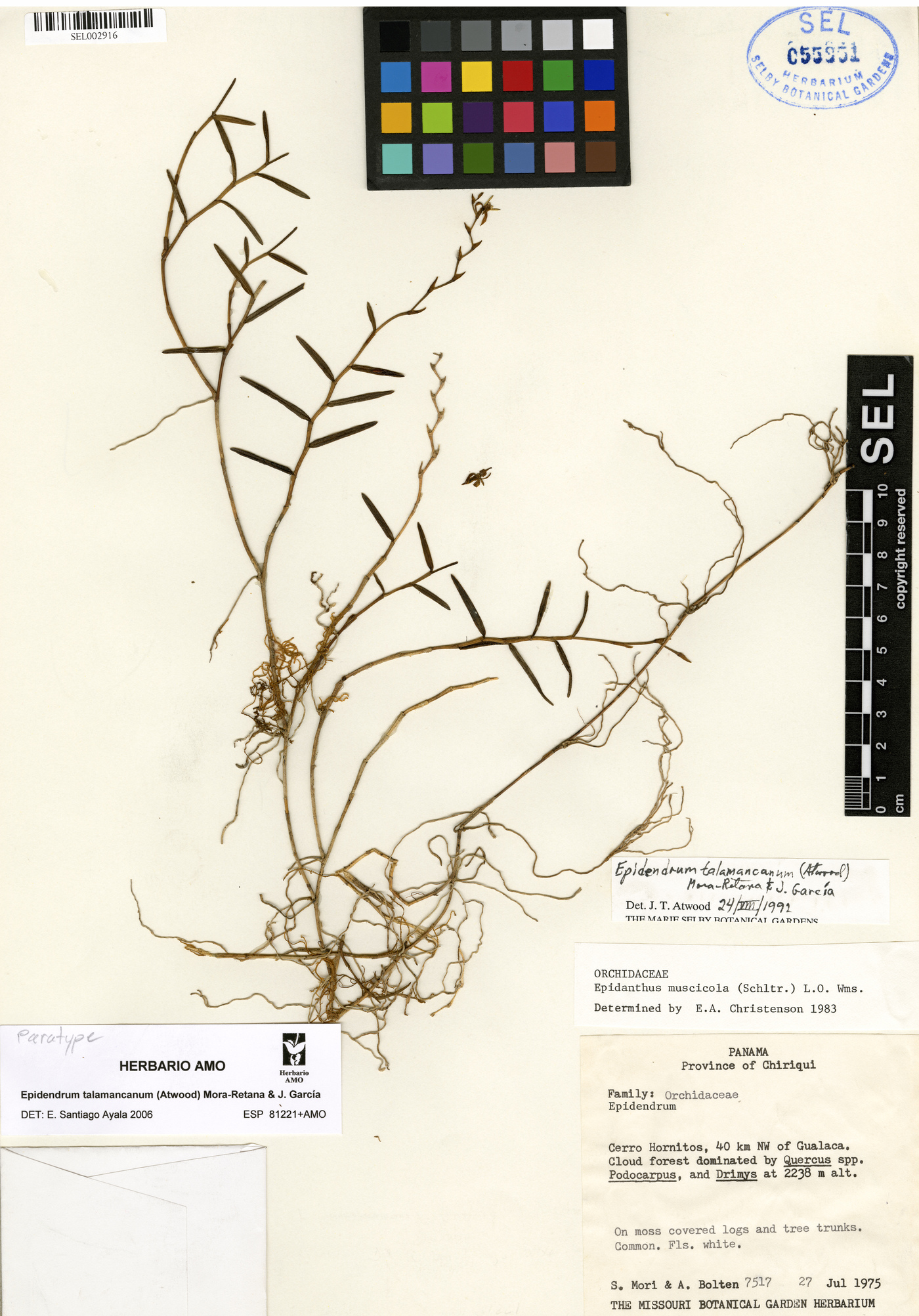 Epidendrum talamancanum image