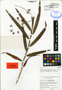 Epidendrum baezense image