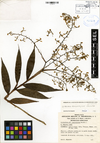 Epidendrum roseoscriptum image