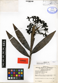 Epidendrum tziscaoense image