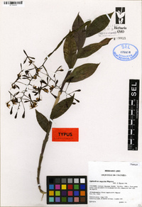 Image of Epidendrum angaritae