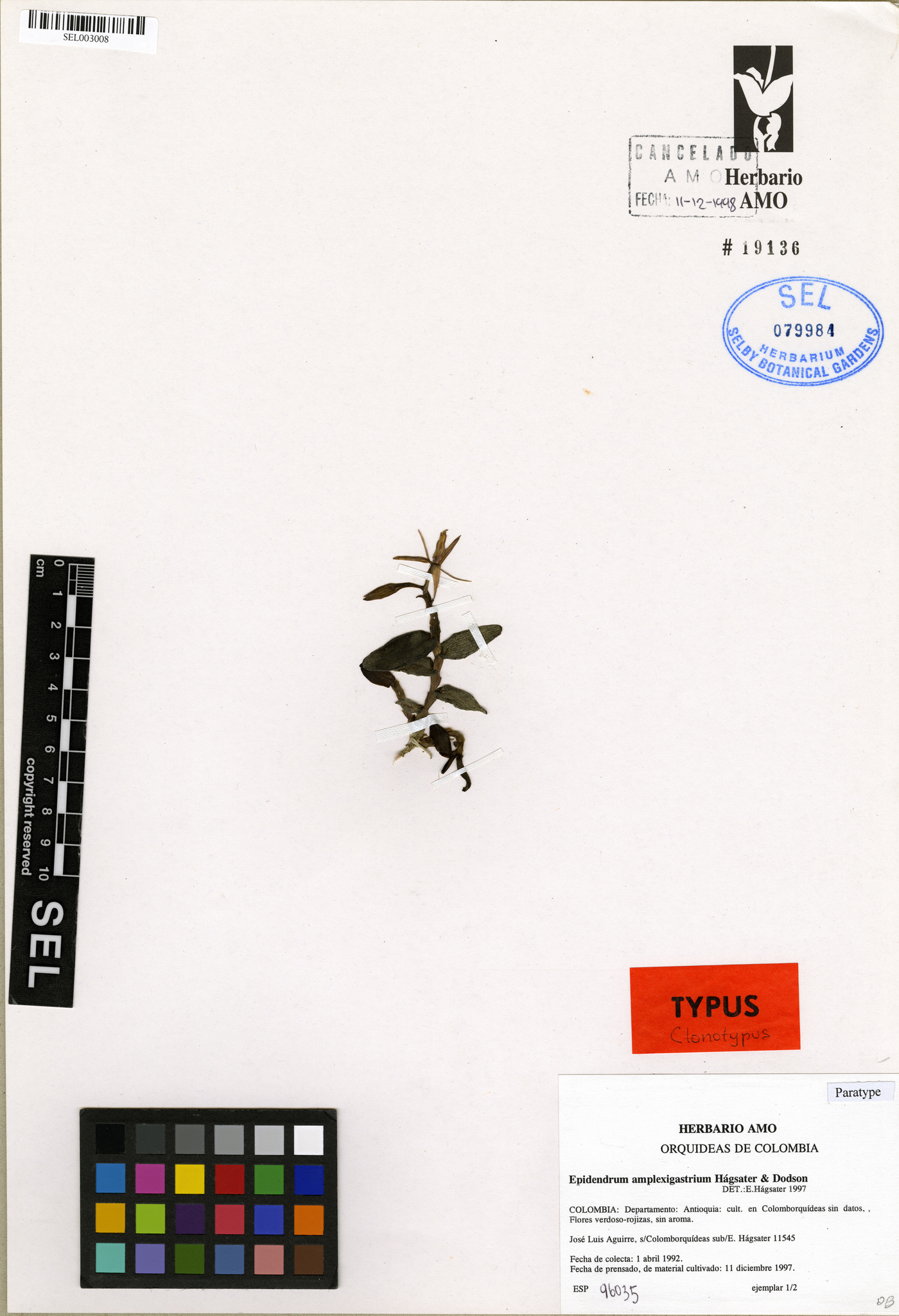 Epidendrum amplexigastrium image