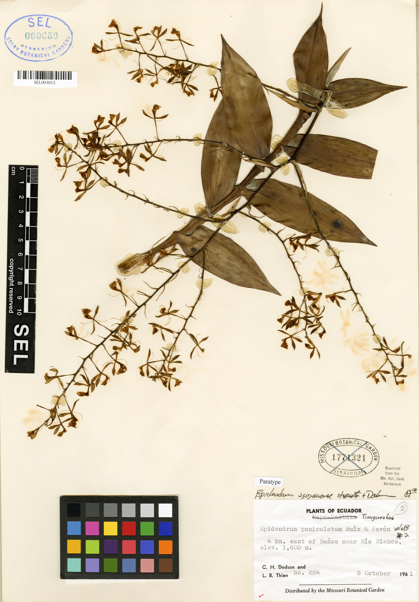 Epidendrum agoyanense image