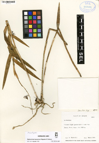 Image of Epidendrum baezense