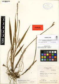 Epidendrum jefeallenii image