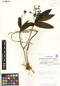 Epidendrum nicaraguense image