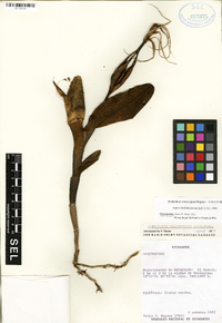 Epidendrum mesocarpum image