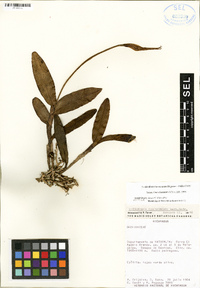 Epidendrum mesocarpum image