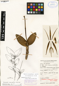 Epidendrum mesocarpum image