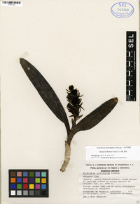 Image of Epidendrum alvarezdeltoroi