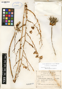 Image of Cohniella leptotifolia