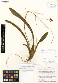 Cyrtochilum gracile image