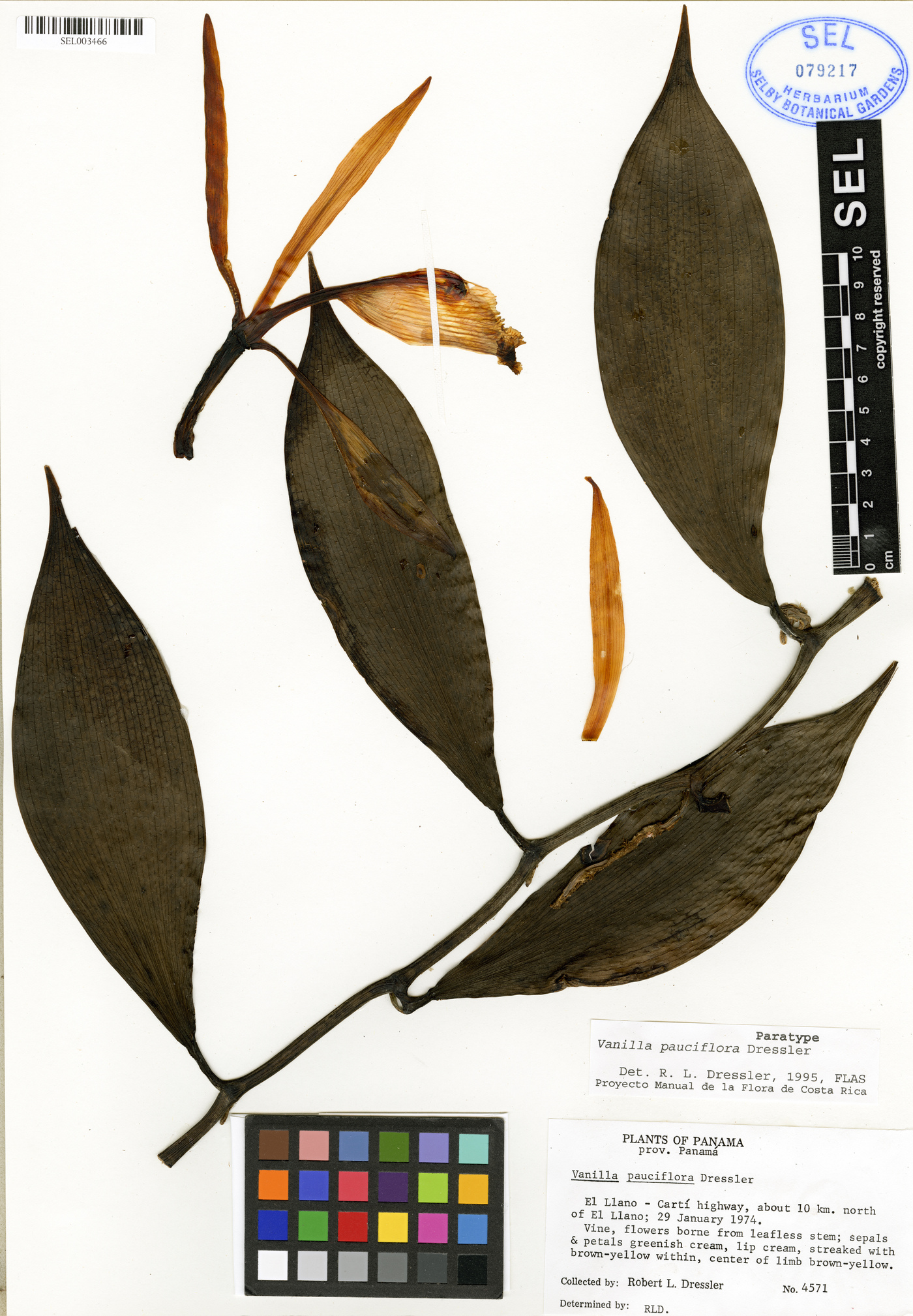 Vanilla trigonocarpa image