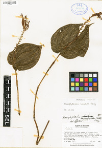 Monophyllorchis microstyloides image