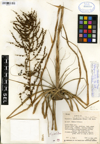 Fosterella robertreadii image