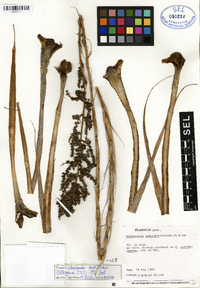 Fosterella robertreadii image