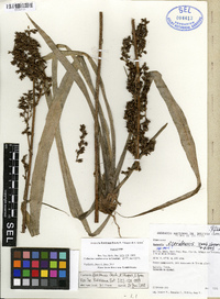 Image of Fosterella floridensis