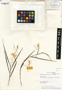Epidendrum hellerianum image