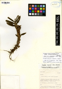 Dichaea fragrantissima subsp. eburnea image