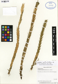 Lockhartia rugosifolia image