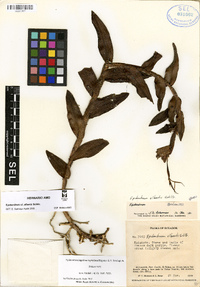 Epidendrum alberti image